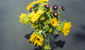 Sunflower--aster vase